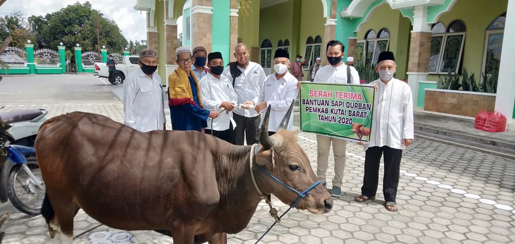 Pemkab Kubar Salurkan Bantuan 50 Ekor sapi Kurban Edyanto Arkan : Ajak Masyarakat Mampu Giat Berkurban